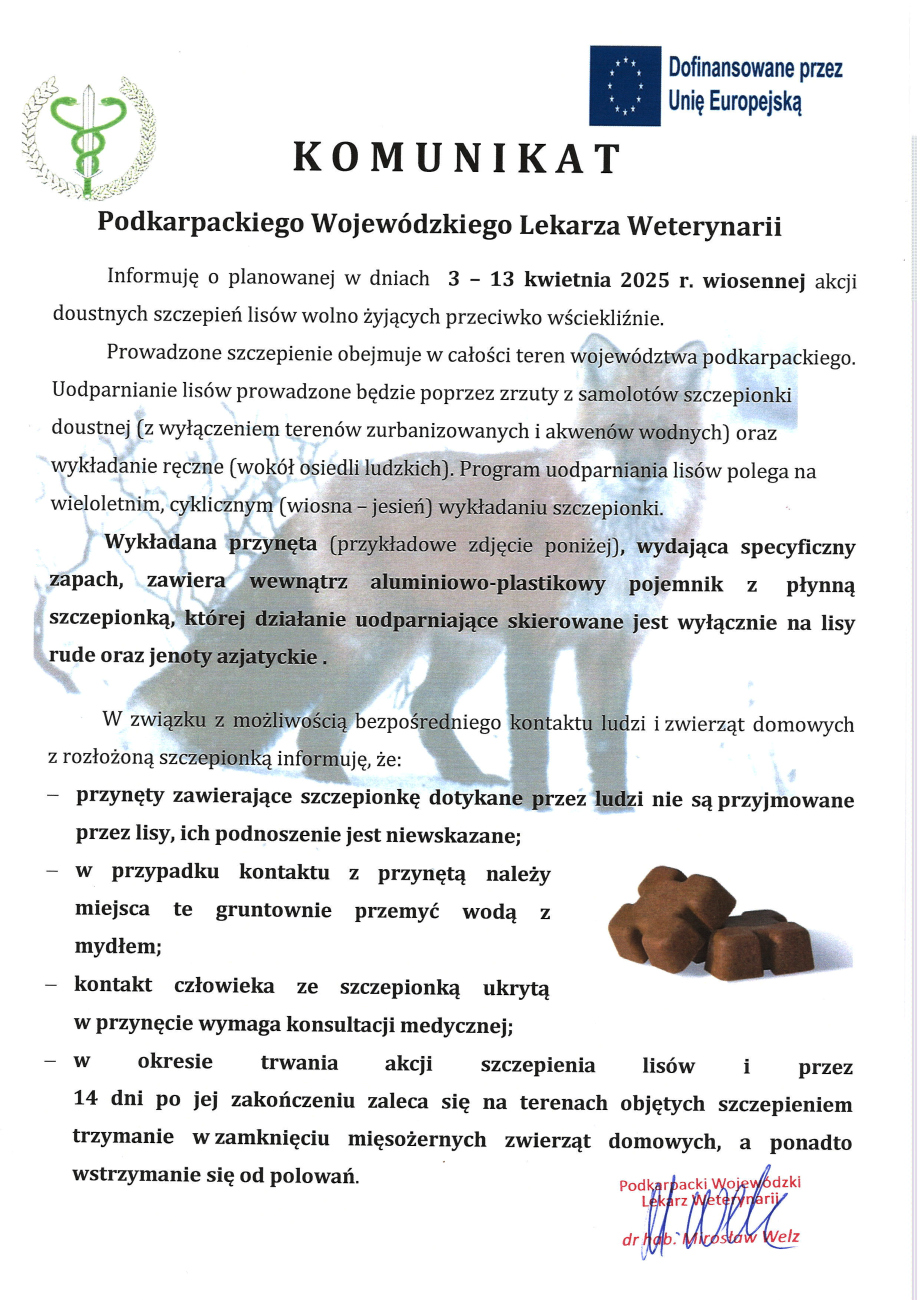 **Alternatywny tekst (alt text) zgodny z WCAG:** Oficjalny komunikat Podkarpackiego Wojewódzkiego Lekarza Weterynarii dotyczący wiosennej akcji doustnych szczepień lisów wolno żyjących przeciwko wściekliźnie, zaplanowanej na **3–13 kwietnia 2025 r.** Szczepionki będą rozrzucane z samolotów oraz wykładane ręcznie wokół osiedli ludzkich. Komunikat zawiera ostrzeżenie dla ludzi i zwierząt domowych: - Nie należy dotykać przynęt, ponieważ lisy ich nie przyjmą. - W przypadku kontaktu z przynętą należy umyć skórę wodą z mydłem. - Kontakt człowieka ze szczepionką wymaga konsultacji medycznej. - Przez 14 dni po zakończeniu akcji zaleca się trzymanie zwierząt mięsożernych w zamknięciu i unikanie polowań. Na dole strony znajduje się podpis Podkarpackiego Wojewódzkiego Lekarza Weterynarii, dr. hab. Mirosława Welza. Widoczny jest także symbol Unii Europejskiej z informacją o finansowaniu. W tle komunikatu znajduje się półprzezroczysty obraz dwóch lisów, a na dole zdjęcie przykładowej przynęty – małej, brązowej kostki.