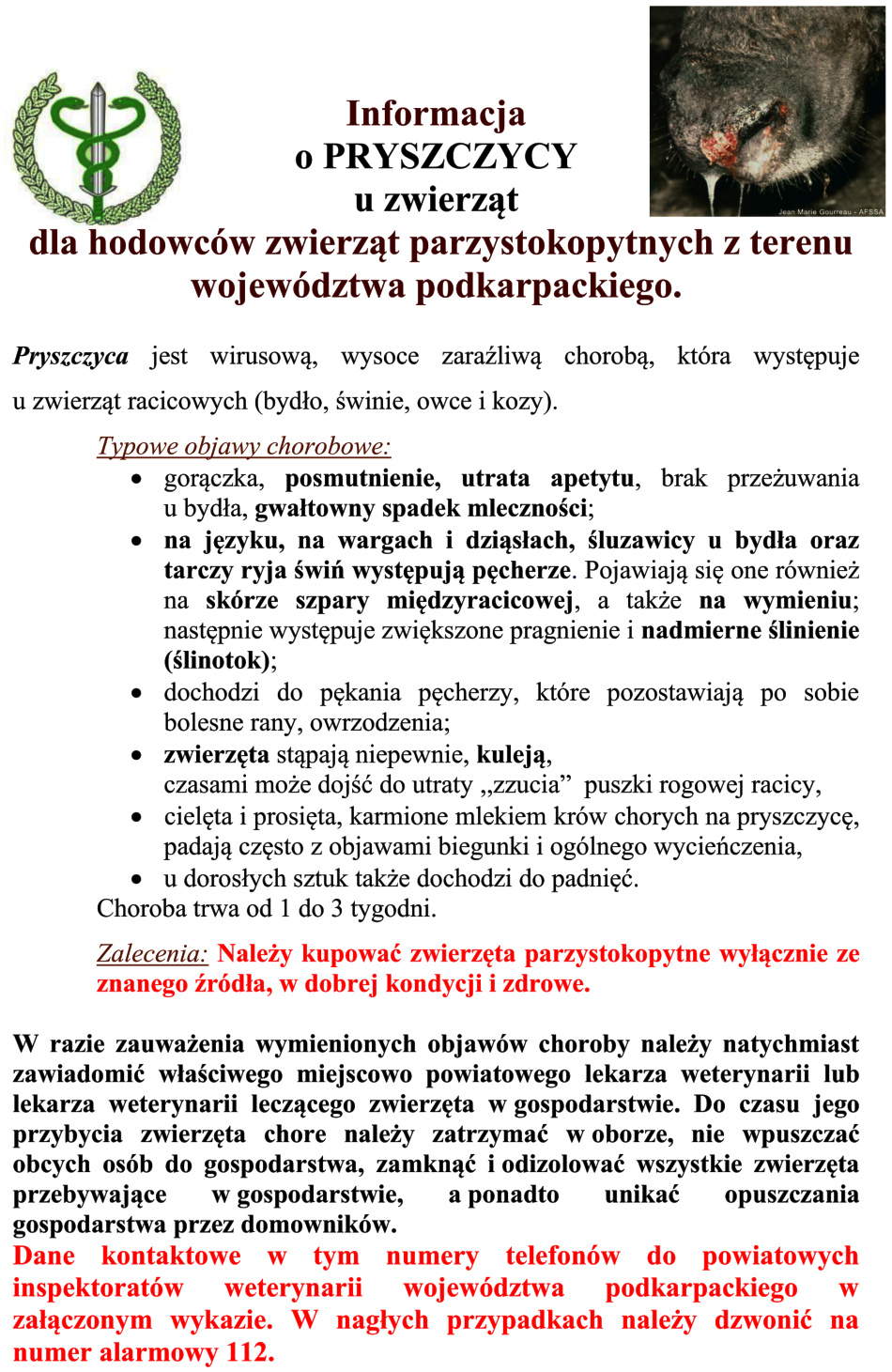 Plakat informacyjny dotyczący pryszczycy u zwierząt parzystokopytnych w województwie podkarpackim. Zawiera nagłówki i szczegółowe informacje na temat objawów choroby, takich jak gorączka, utrata apetytu, pęcherze na języku i ryju, kulawizna czy spadek mleczności. Na plakacie podkreślono również zalecenia dotyczące zakupu zwierząt wyłącznie ze sprawdzonych źródeł oraz postępowania w przypadku podejrzenia choroby. W górnym rogu znajduje się zdjęcie pyska zakażonego zwierzęcia z widocznymi pęcherzami i ślinotokiem. Całość utrzymana w kolorach czerwonym, czarnym i zielonym, z symbolem weterynarii (wąż wokół laski) w lewym górnym rogu.
